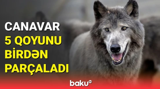 Canavar kəndə hücum etdi | Zaqatalada hadisə