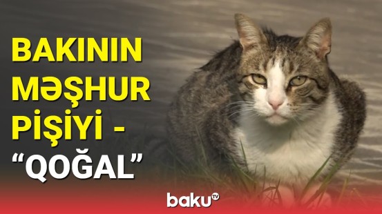 Filarmoniya bağında yaşayan bu pişik hamının sevimlisinə çevrilib