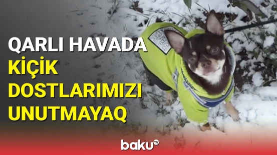 Sahibsiz heyvanların isti yerə və yeməyə ehtiyacı var