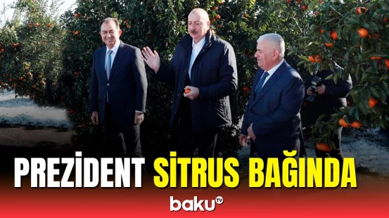 Prezident Lənkəranda Separadi kəndində yeni salınmış sitrus bağında