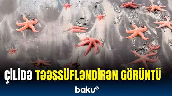 Yüzlərlə dəniz ulduzu özünü sahilə atdı