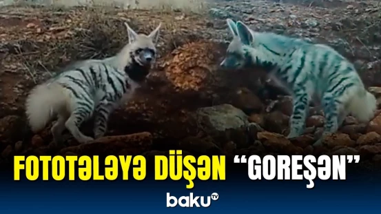 Türkiyədə tələyə düşən zolaqlı kaftarın videosu maraq doğurdu