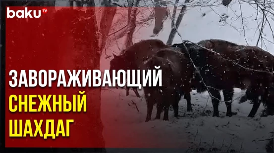 Зубры в заснеженном Шахдагском национальном парке