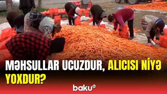 Soğanverdilər kəndində tonlarla yerkökü yerdə qaldı | Sahibkarlar danışdı