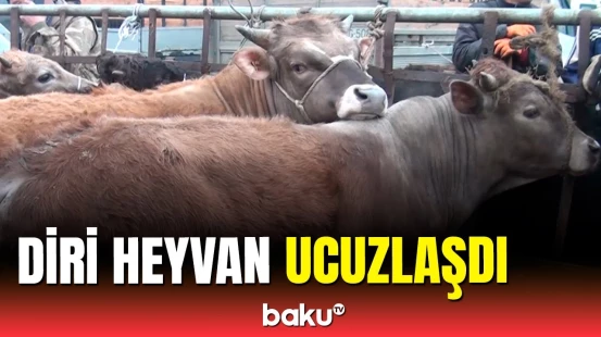 Heyvan bazarındakı qiymətlər niyə ucuzlaşdı?
