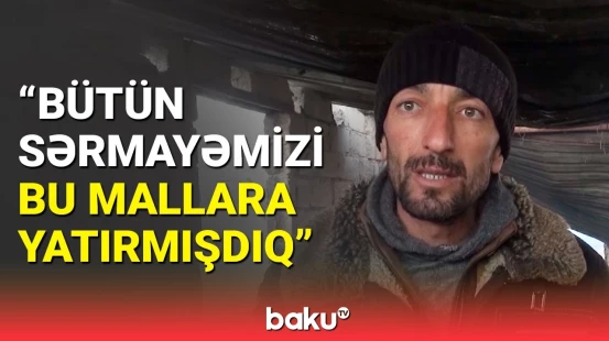 Oğuzda güclü yanğın | 38 baş iribuynuzlu heyvan tələf oldu