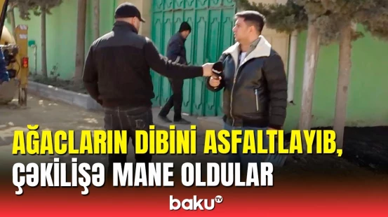 Bakıda İcra Hakimiyyətinin işçiləri ağacların dibini asfaltladı