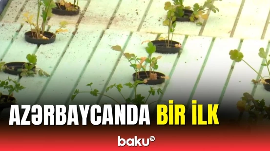 Laçında bitkilər bu üsulla yetişdirilir