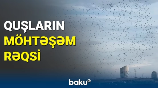 Ankarada Moqan gölündə quşların rəqsi