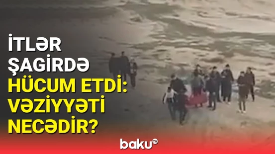 Qobuda itlərin hücum etdiyi şagird barədə TƏBİB-dən açıqlama