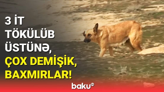 Şagirdə hücum edən it çobanın olub? - Qobudakı hadisənin detalları