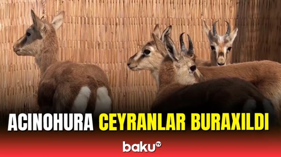 Acınohur düzündə heyvanların sayı artırıldı | Qax