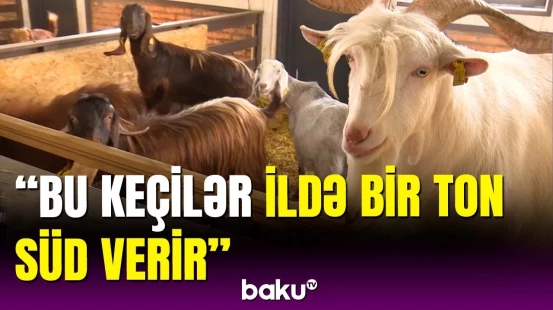 Laçın fermasından reportaj | 150-yə yaxın xarici cins heyvan saxlanılır