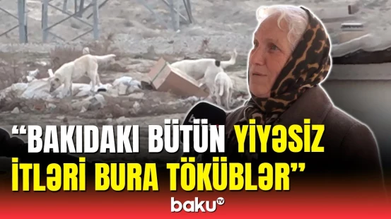 “Qobu Park”dakı sahibsiz itlər təhlükə saçır