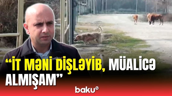 Ağdaşda sahibsiz itlərin məskəninə çevrilən kənd