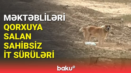 Sumqayıt İcra Hakimiyyətindən sahibsiz itlərlə bağlı açıqlama