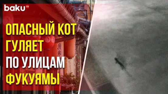 В японском городе жителей предупредили об опасности приближения к упавшему в химикаты коту