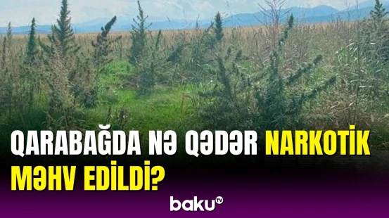 Qarabağda aşkarlanan narkotik xassəli bitkilərin miqdarı açıqlandı