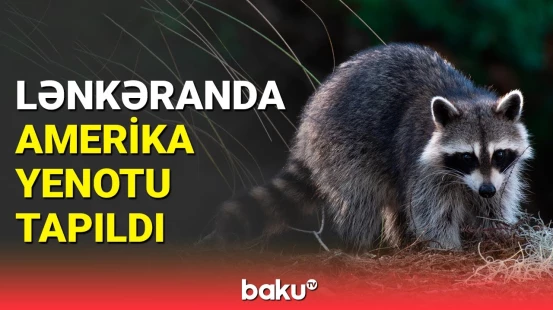 Həyətində tapdığı heyvan lənkəranlını mat qoydu | “Ləvəngi”yə gələn Amerika yenotu