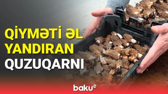 Quzu ətindən 2 qat baha satılan quzuqarnı | Bahaçılığın səbəbi nədir?