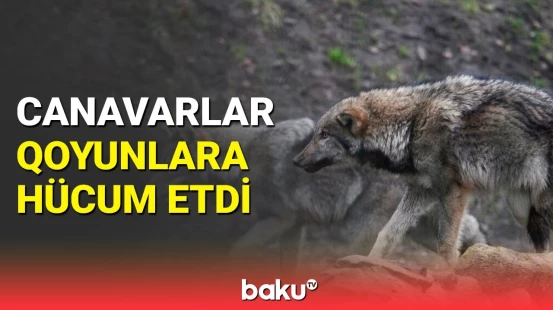 Bərdədə canavarlar 20 baş qoyunu parçaladı | 10 min manat ziyan dəydi
