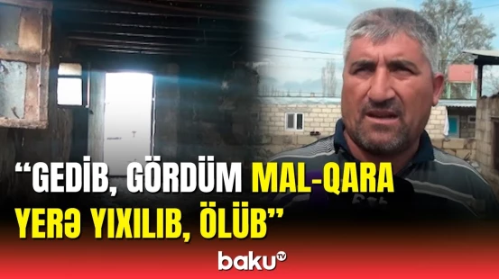 Goranboyun Kəhrizli kəndində mal-qarası yanan sahibkar danışdı | 10 min manat ziyan dəydi