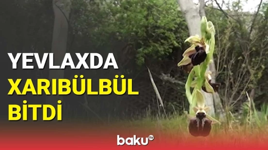 Qarabağın simvolu Xarıbülbül Yevlaxda yetişdi