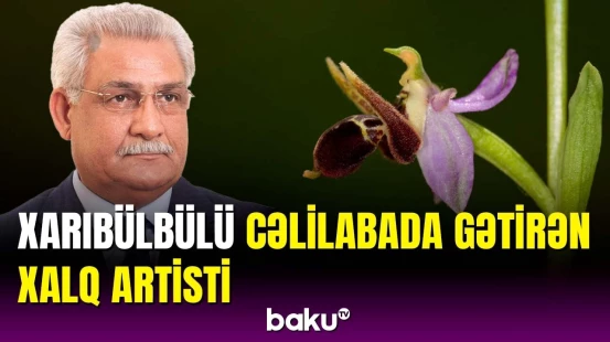 Şuşanın simvolu sayılan Xarıbülbül Cəlilabadın Tahirli kəndini də bəzəyir