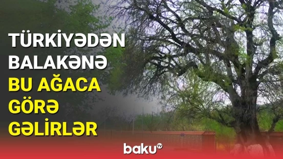 Balakənin inanc yeri olan ağac | Xəstə və uşaqlar buradan keçirlər