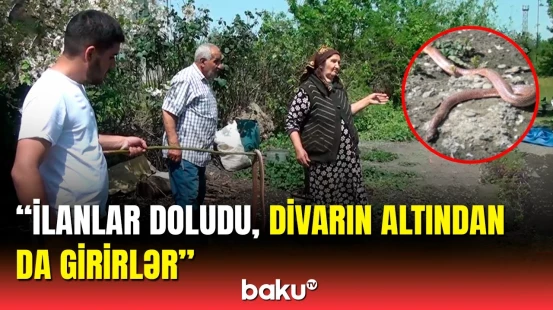 İlanlar evlərə hücum etdi | Bərdə sakinlərini dəhşətə salan hadisə