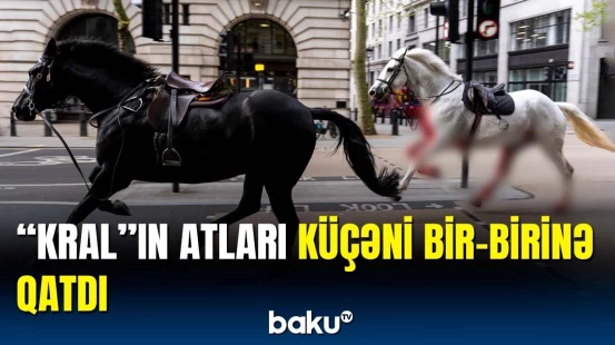 Məşqdən qaçan atlar əvvəl avtobusla toqquşdu, sonra da... | Britaniya