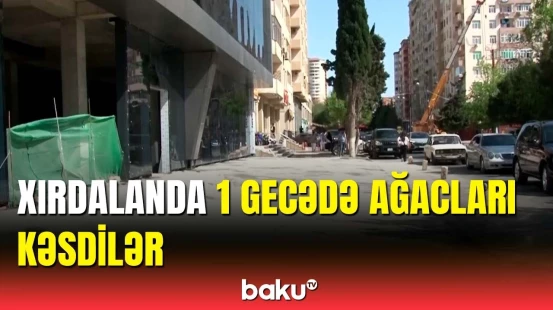 Xırdalanda ağacları kim kəsib? | Nazirlik məsələyə qarışdı