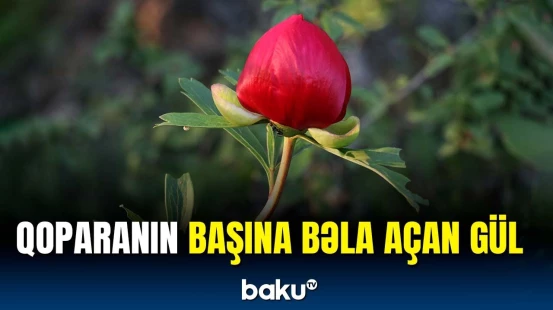 Bu gülə zərər verən bir maşın dəyərində cərimə ödəməli olur
