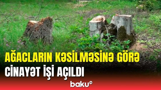 Qusarda kəsilən ağaclara görə vəzifəli şəxslərə cinayət işi açıldı