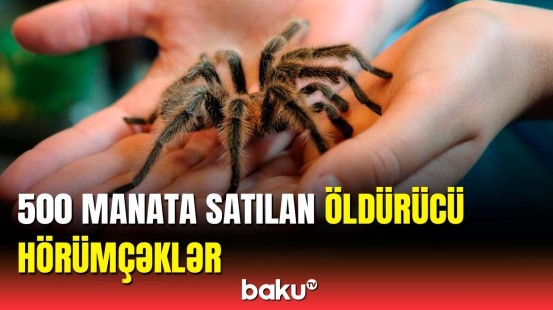 Bu hörümçəkləri alıb evdə saxlamaq qanunidir? | 60 yaşından yuxarı insanlar....