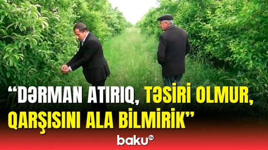 Mütəxəssislər həyəcan təbili çaldı | Meyvə ağaclarında xəstəlik yayılıb?