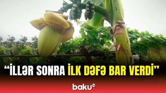 Goranboyda banan ağacı bar verdi | Bağın sahibi sirrini açdı