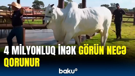Bütün dünyanı doyuzduracağıq | Rekordlar kitabına düşən inəyin baxıcısı