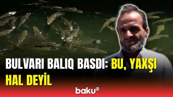 Xəzərin sahilində nə baş verir? | Balıq axını təhlükə yarada bilər?