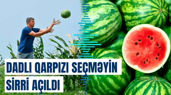 Erkək və dişi qarpızın fərqləri | Qarpız seçərkən bunlara fikir verin