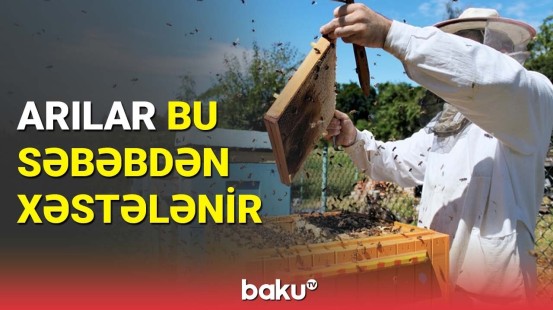 Arıçılıqda xəstəliklərin yayılma səbəbləri açıqlandı | Göygöl