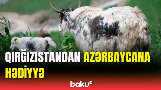 Qırğızıstandan azad edilmiş yaylaqlara daha 116 baş yak gətirildi