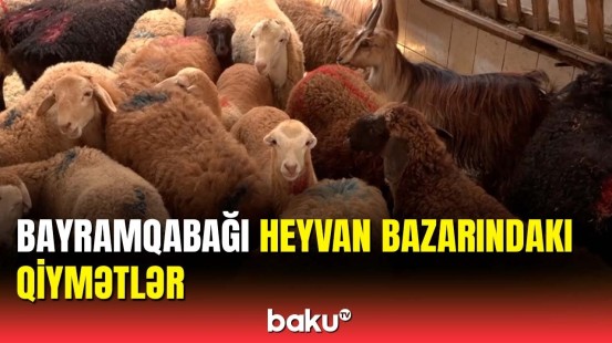 450 manata satılan qurbanlıq heyvan | Bazarda son vəziyyət