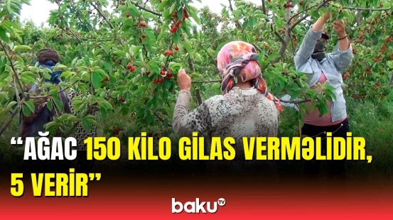 Bağlarda gilasın azalmasının səbəbi | Fermerlər çarəni necə tapacaq?