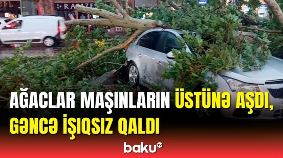 Güclü külək Gəncəni alt-üst etdi | 50-ə yaxın ağac aşdı