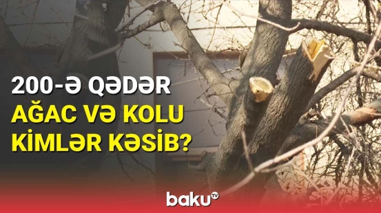 Nəsimi rayonunda yaşıllıqlar məhv edilib | Baş Prokurorluqdan təcili açıqlama