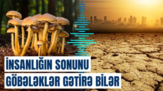 Göbələklərlə bağlı dəhşətli fakt aşkarlandı | Alimlər hərəkətə keçdi