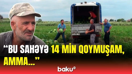 Qarpızın bazar qiyməti niyə aşağıdır? | Satıcılar narazılıq etdi