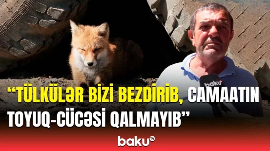 Badamdarda tülkülər məskən saldı | Sakinlər Baku TV-yə danışdı