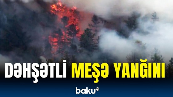 Meşə ərazisi alova qərq oldu | Nyu-Cersidən görüntülər